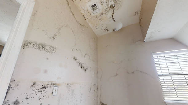 Best Mold Prevention Services  in Navarre Beach, FL