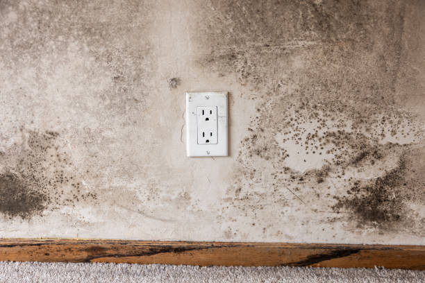 Best Mold Documentation for Insurance Claims  in Navarre Beach, FL