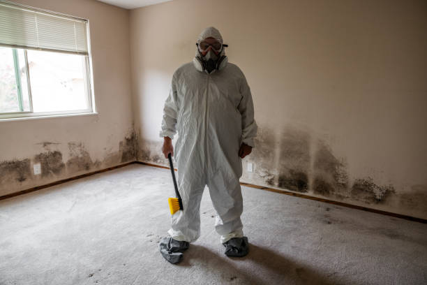Best Basement Mold Removal  in Navarre Beach, FL
